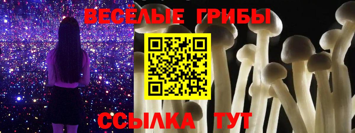 Псилоцибиновые грибы Psilocybe Новокуйбышевск